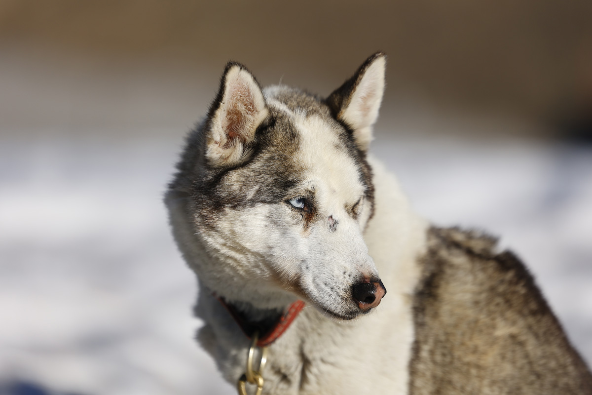 Apache