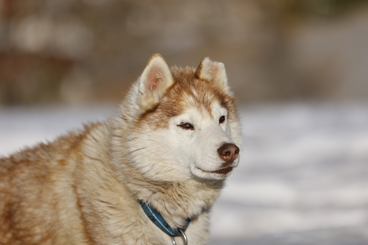 Balto (I)